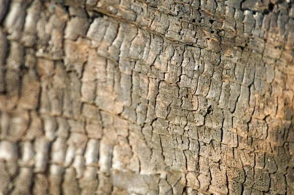 텍스처 패턴입니다 나무는 까맣게 로그입니다 균열을 — 스톡 사진