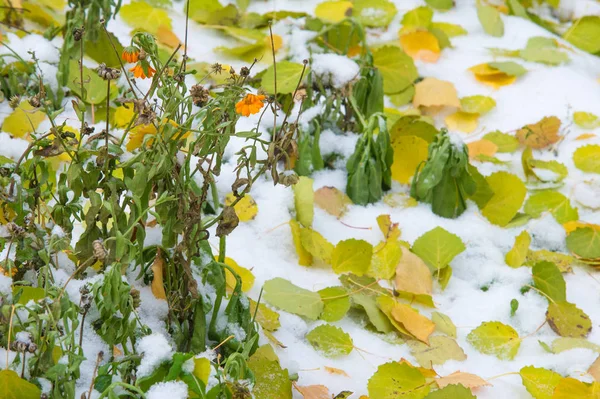 autumn landscape. The leaves are yellow on the first snow. Colorful autumn leaves in the first snow. Abstract background of autumn leaves. Autumn background. The first snow.