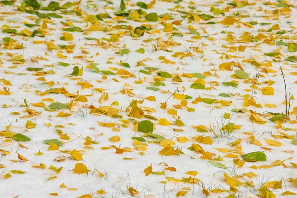 autumn landscape. The leaves are yellow on the first snow. Colorful autumn leaves in the first snow. Abstract background of autumn leaves. Autumn background. The first snow.