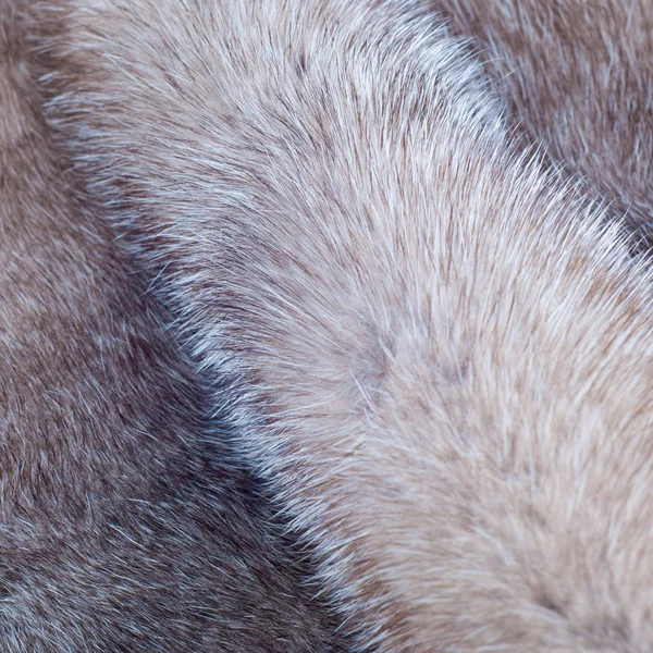 水貂皮草质地 在工作室里拍到的貂皮大衣 — 图库照片