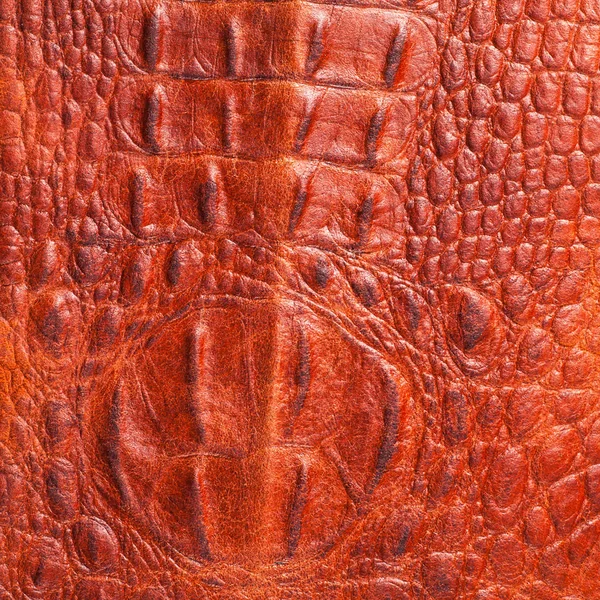 鳄鱼皮 艺术皮革鳄鱼 — 图库照片