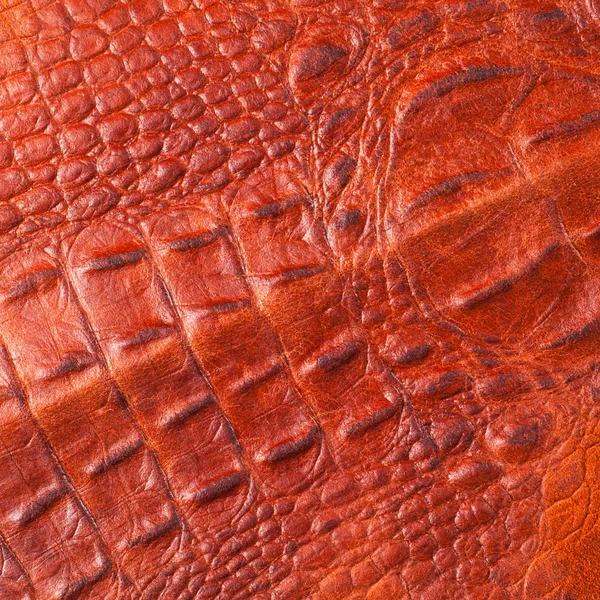 Krokodil Bőr Művészi Bőr Krokodil — Stock Fotó
