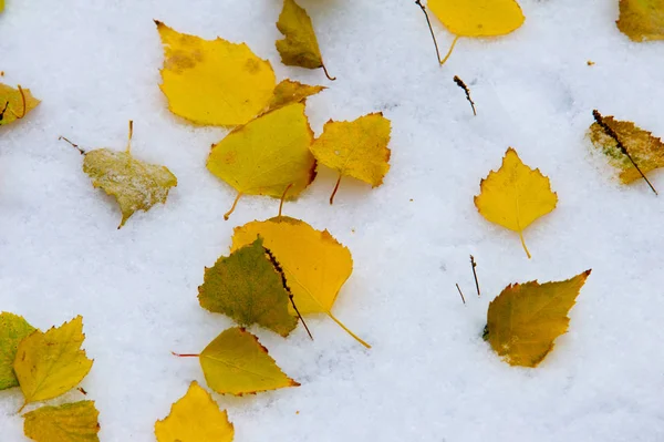 Herfst Landschap Bladeren Zijn Geel Eerste Sneeuw Kleurrijke Herfstbladeren Eerste — Stockfoto