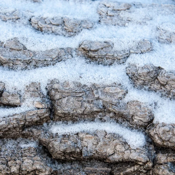 Baumrindenschnee Baumrinde Schneebedeckter Baum — Stockfoto