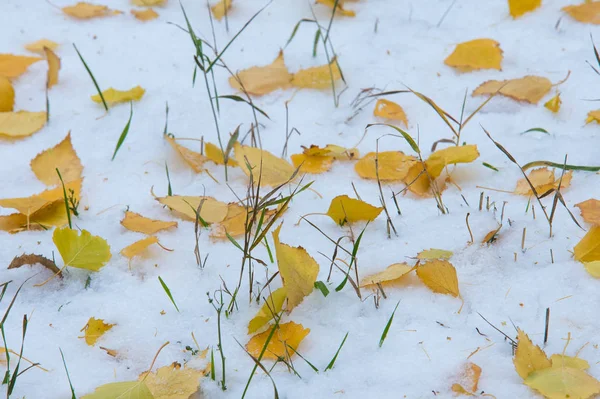 sonbahar manzara. İlk kar üzerinde sarı yapraklar. İlk kar renkli sonbahar yaprakları. Sonbaharın arka plan bırakır. Sonbahar arka plan. İlk kar. 