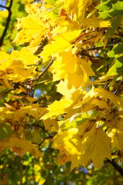 Parlak bir doğal ortamda yaprak. Sonbahar yaprakları ağaçların, sarı turuncu zemin. Sonbaharın arka plan bırakır. Güzel ve parlak sonbahar ağaçlar