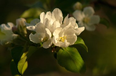 Bahar peyzaj, elma ağacı çiçek. Güzel bahar çiçek açan ağaç, yumuşak beyaz çiçekler, yeşil yumuşak odak arka plan, bahar zaman doğa sınırında taze kiraz çiçeği