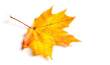 Doku, arka plan, desen. Sonbahar akçaağaç yaprakları. Akçaağaç arka plan bırakır. Kırmızı ve sarı akçaağaç sonbahar önceden yaprakları; Sonbahar nedeni