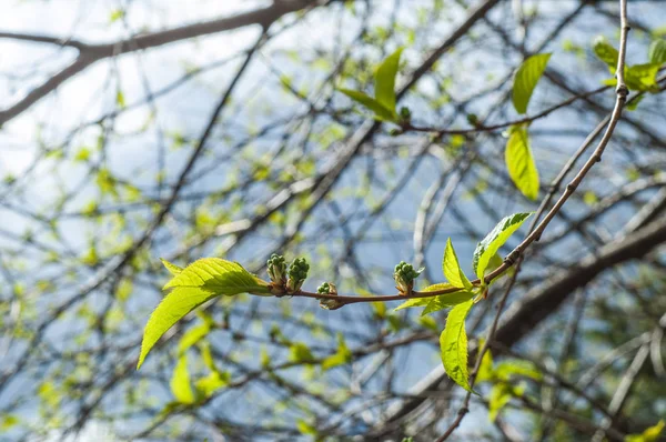 Textura Imagem Fundo Paisagem Primavera Primeiras Folhas Árvores — Fotografia de Stock