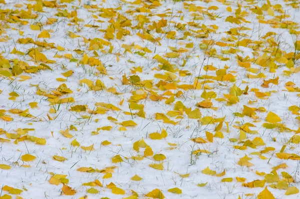 Herbstlandschaft Die Blätter Sind Auf Dem Ersten Schnee Gelb Bunte — Stockfoto