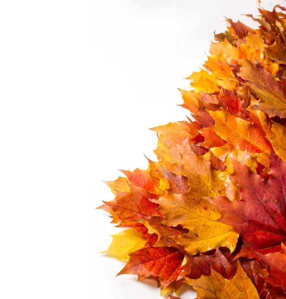 Bodegón Otoño Hojas Arce Colores Cálidos Del Otoño Hoja Arce — Foto de Stock