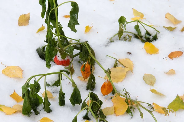 autumn landscape. The leaves are yellow on the first snow. Colorful autumn leaves in the first snow. Abstract background of autumn leaves. Autumn background. The first snow.