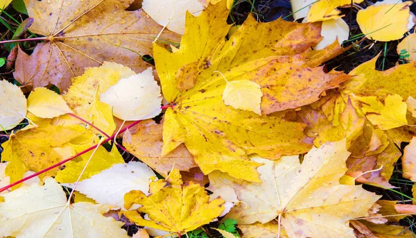 Текстурные осенние листья — стоковое фото