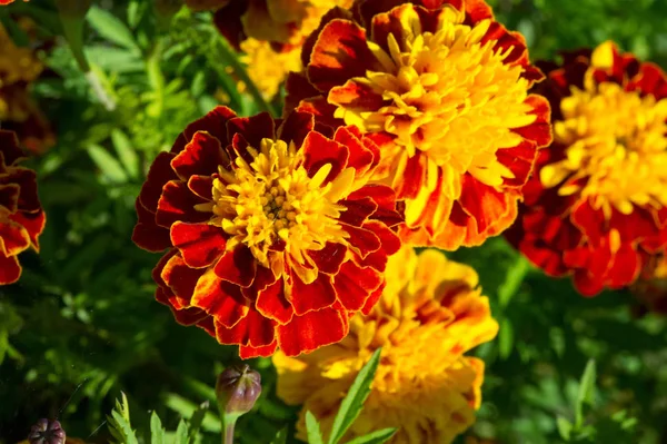 Вид Tagetes lucida, відомий як pericones, використовується, щоб зробити — стокове фото