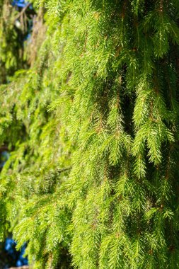 Parkta büyüyen Noel ağacı dalları. büyük bir kamu gree