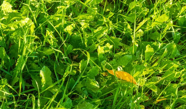 Textura, fundo, padrão, grama no gramado, verde saturado — Fotografia de Stock