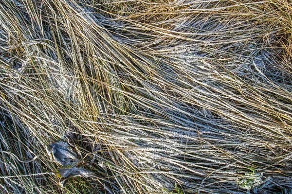 Textura de fondo, patrón. Escarcha en las ramitas de hierba. a dep — Foto de Stock