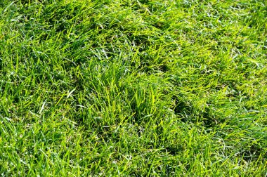 Kentsel fotoğrafçılık, Bir çim toprak kaplı arazi plante bir alandır