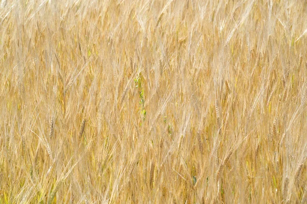 Zomer fotografie. Het tarwe veld, de graan plant, die — Stockfoto