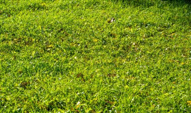 Doku, arka plan, desen, çim çim, yeşil doymuş