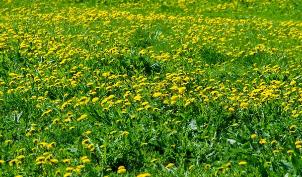 Textura, fundo, padrão, grama no gramado, verde saturado — Fotografia de Stock