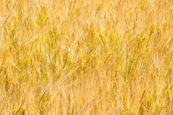 Sommerfotografie. das Weizenfeld, die Getreidepflanze, die — Stockfoto