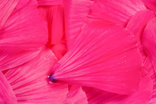 Textura de fondo. Patrón. pétalos de flores. — Foto de Stock