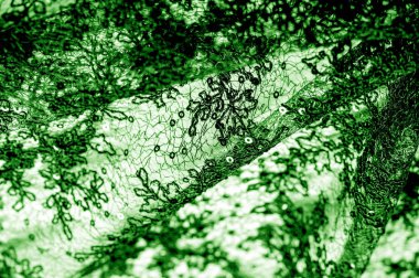 Doku, desen, beyaz bir arka plan üzerinde yeşil dantel kumaş. Th