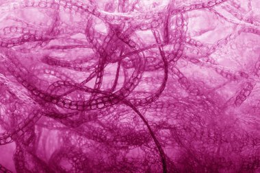 Pembe renk bir örgü kumaş. bu mikro-ince bir kafes, hangi