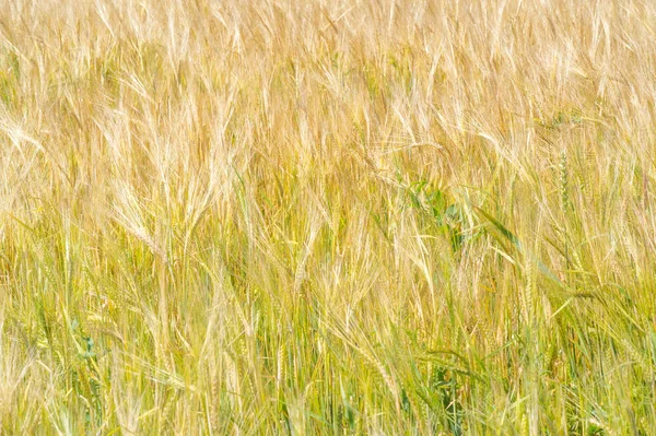 Yaz fotoğrafçılığı. Buğday tarlası, tahıl bitkisi, — Stok fotoğraf