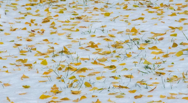 初雪，深秋，秋叶在雪上。降雪 — 图库照片