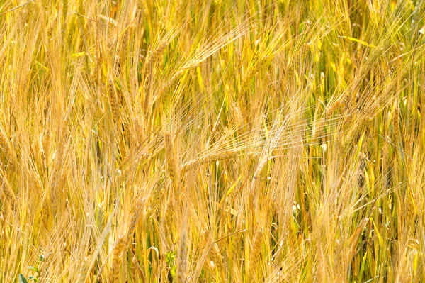 Letnia Fotografia. Pole pszenicy, zakład zbożowy, który jest — Zdjęcie stockowe