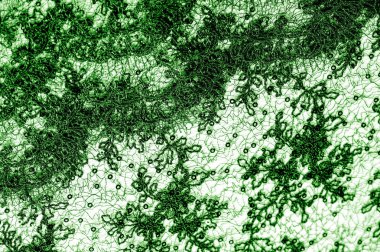 Doku, desen, beyaz bir arka plan üzerinde yeşil dantel kumaş. Th