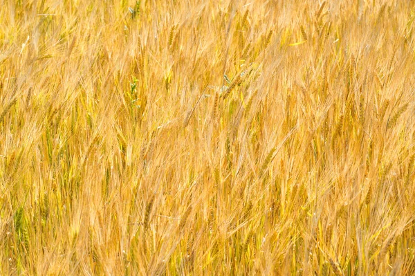 Zomer fotografie. Het tarwe veld, de graan plant, die — Stockfoto