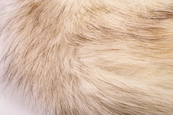 Texture background, pattern. Fox fur, Polar fox with valuable fu