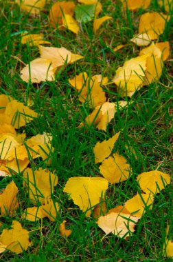 Sonbahar fotoğrafçılığı, sonbaharda yapraklar, yılın bu zamanında ağaçlar turuncu, kırmızı ve bakır çiçeklerden koparak canlanıyor.