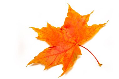 Akçaağaç yapraklı sonbahar çizimi, yaprakların sarı kırmızı turuncu renkleri, beyaz arkaplanda izole edilmiş fotoğraf.