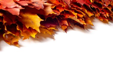 Sonbahar manzarası, fotoğraftaki sonbahar çizimi, sarı bordo kırmızı yapraklar, yaz dilekçesi, neşeli resimler.