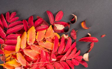 doku, arkaplan, desen, sonbahar yaprakları, parlak doymuş renkler, ağaçlar sonbaharda inanılmaz güzeller, doğa sıcak yaz günlerine veda ediyor.