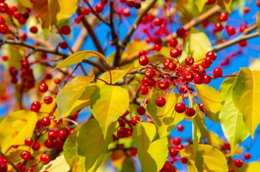 Sonbahar fotoğrafı. Parktaki ağaçtaki küçük kırmızı elmalar.