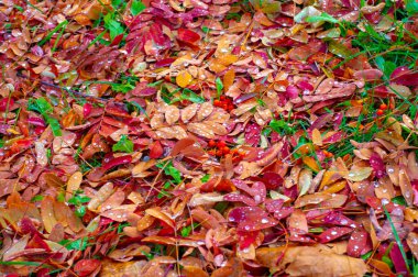 Sonbahar fotoğrafçılığı, sonbaharda yapraklar, yılın bu zamanında ağaçlar turuncu, kırmızı ve bakır çiçeklerden koparak canlanıyor.