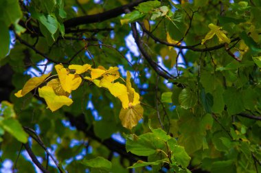 Sonbahar fotoğrafçılığı, sonbaharda yapraklar, yılın bu zamanında ağaçlar turuncu, kırmızı ve bakır çiçeklerden koparak canlanıyor.