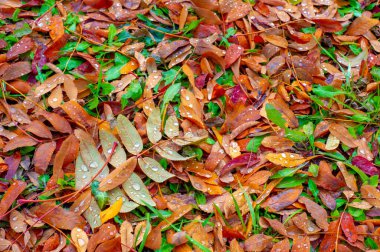 Sonbahar fotoğrafçılığı, sonbaharda yapraklar, yılın bu zamanında ağaçlar turuncu, kırmızı ve bakır çiçeklerden koparak canlanıyor.