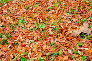 Sonbahar fotoğrafçılığı, sonbaharda yapraklar, yılın bu zamanında ağaçlar turuncu, kırmızı ve bakır çiçeklerden koparak canlanıyor.