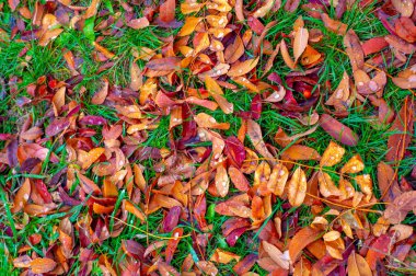 Sonbahar fotoğrafçılığı, sonbaharda yapraklar, yılın bu zamanında ağaçlar turuncu, kırmızı ve bakır çiçeklerden koparak canlanıyor.