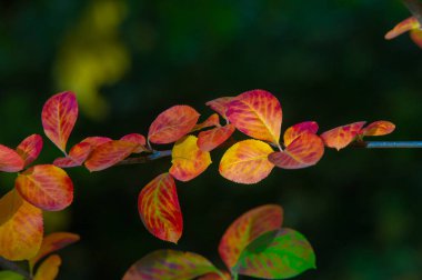 Sonbahar manzarası, fotoğraftaki sonbahar çizimi, sarı bordo kırmızı yapraklar, yaz dilekçesi, neşeli resimler.