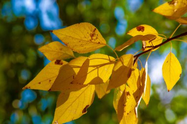 Sonbahar manzarası, fotoğraftaki sonbahar çizimi, sarı bordo kırmızı yapraklar, yaz dilekçesi, neşeli resimler.