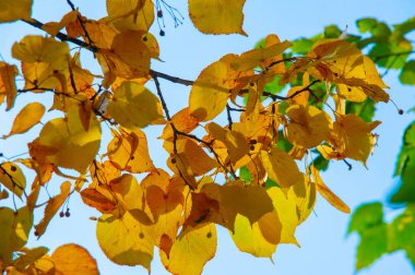 Sonbahar manzarası, fotoğraftaki sonbahar çizimi, sarı bordo kırmızı yapraklar, yaz dilekçesi, neşeli resimler.