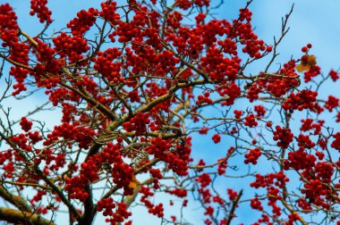 Sonbahar fotoğrafçılığı, sonbaharda yapraklar, yılın bu zamanında ağaçlar turuncu, kırmızı ve bakır çiçeklerden koparak canlanıyor.