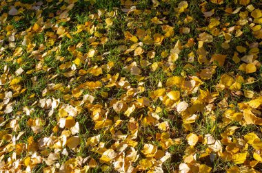 Huş ağacının renkli sonbahar yaprakları, yaprak döken, beyaz kabuklu ve kalp şeklinde yaprakları olan ağaç..